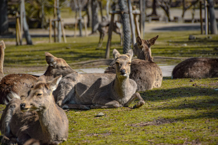 Visiter Nara en un jour : les choses à ne pas manquer