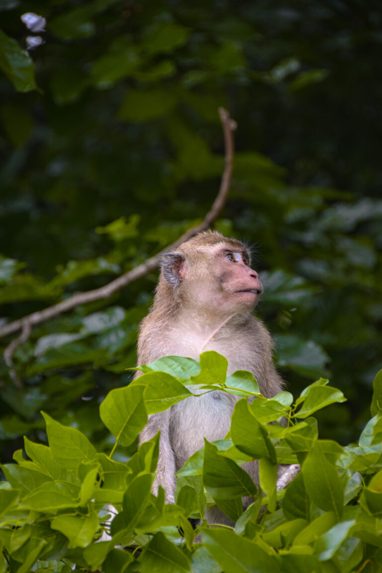 La biodiversité à Maurice : ce que racontent les espèces endémiques
